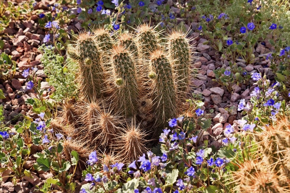 Desert cactus and flowers