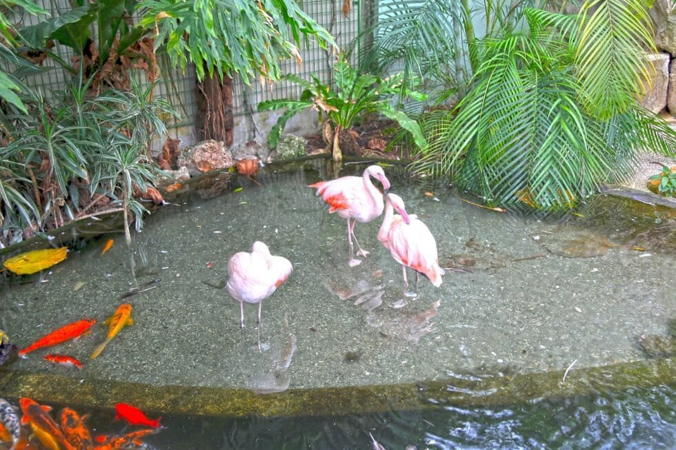 Phoenix Zoo flamingos