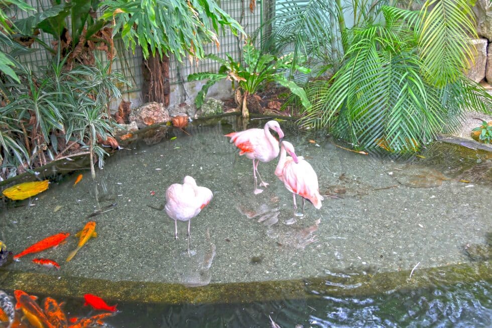 Vacation Travel Innovation Phoenix Arizona travel image featuring flamingos and tropical landscaping at the Phoenix Zoo.